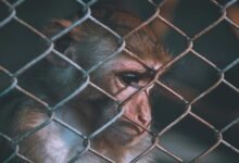 telecom ethics and numbers